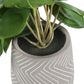 8" Tall Artificial Alocasia Plant Set of 2