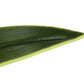 47" Tall Artificial Dracaena Tree Indoor Faux Plant