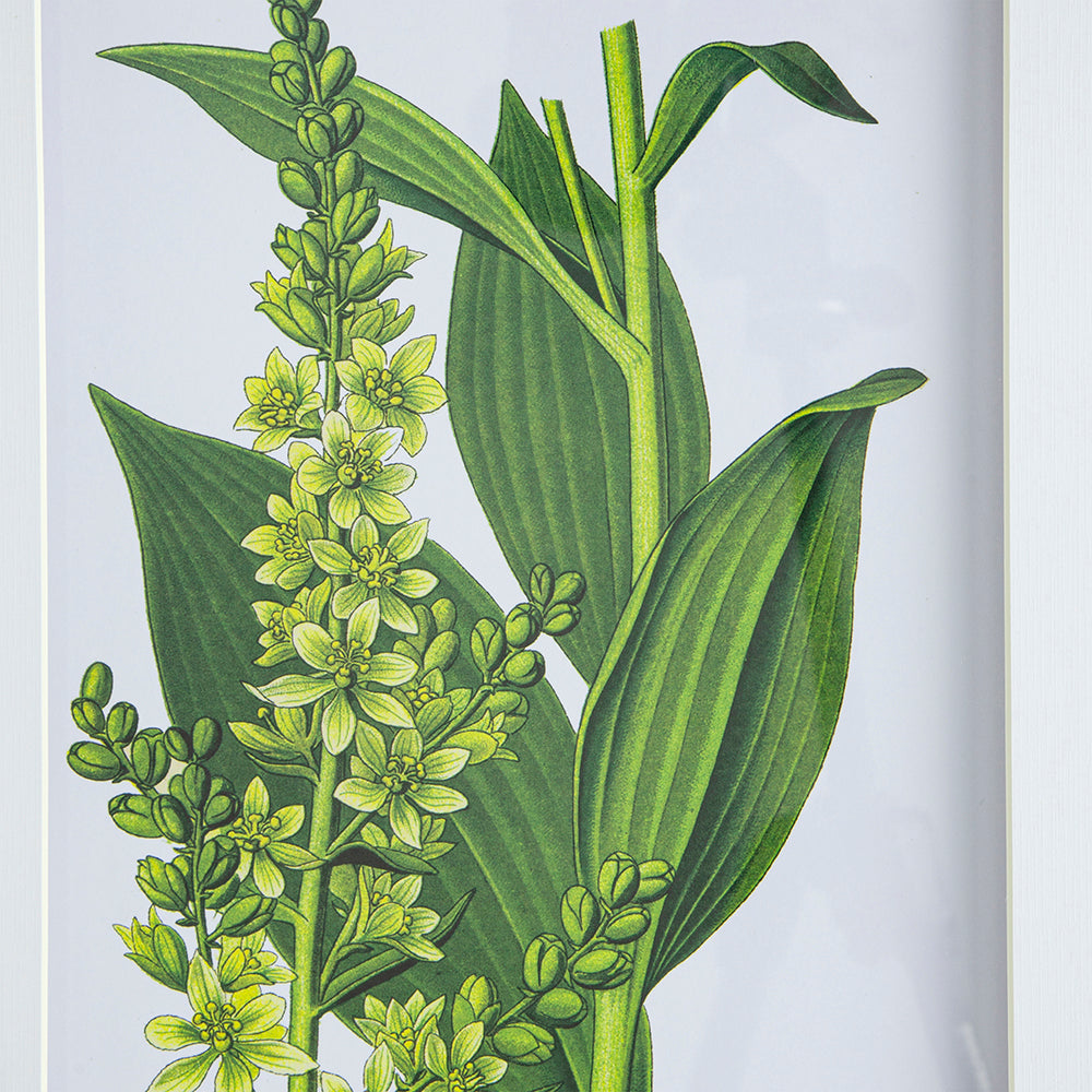 Verdure Elegance™ — Set of 4 Botanical Wall Art Prints