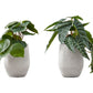 8" Tall Artificial Alocasia Plant Set of 2