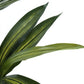 51" Tall Artificial Dracaena Tree