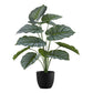 24" Tall Artificial Calathea Plant