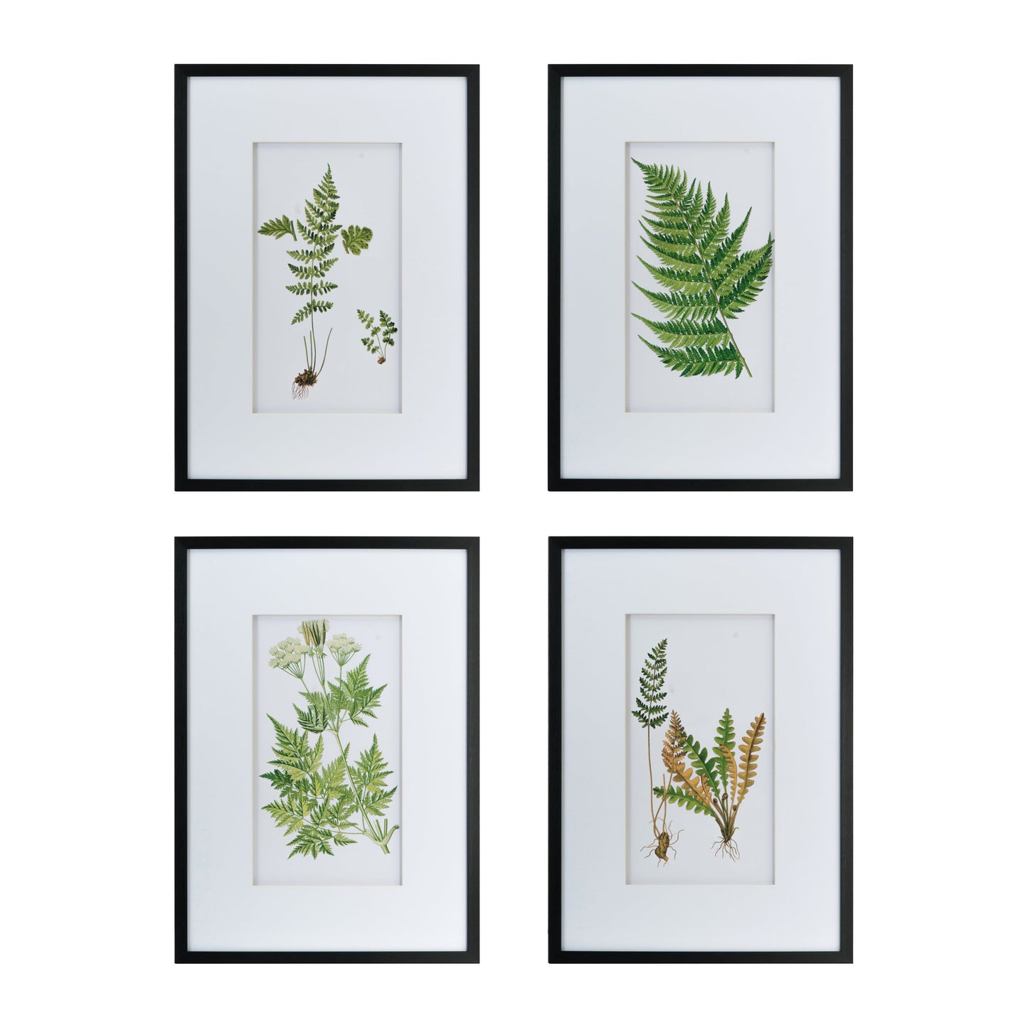 Verdant Grace™ — Elegant Fern Print Set