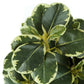 14" Tall Artificial Ficus Plant Set of 2