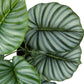 24" Tall Artificial Calathea Plant