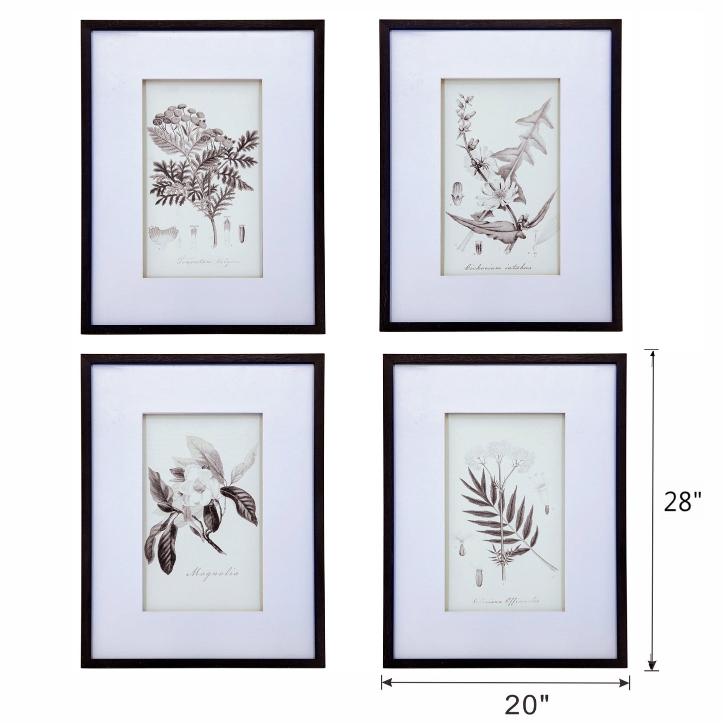 Verdura Botanica: Four-Print Houseplant Pencil Art Set