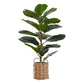 28" Tall Artificial Fiddle Tree Plant with Real Touch Leaves