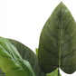 37" Tall Artificial Aureum Tree Indoor Faux Plant