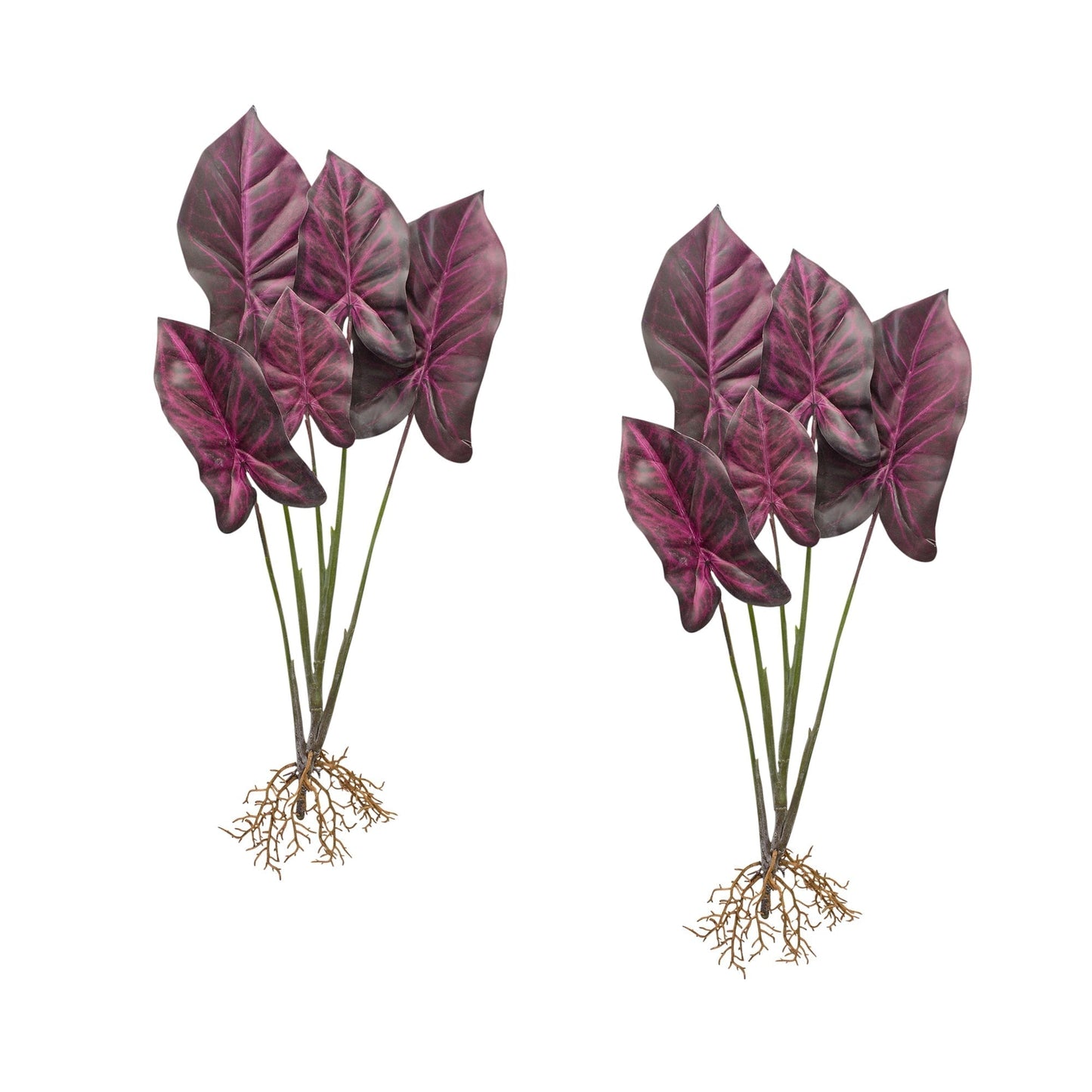 Burgandy caladium plant with roots accent (set of 2)