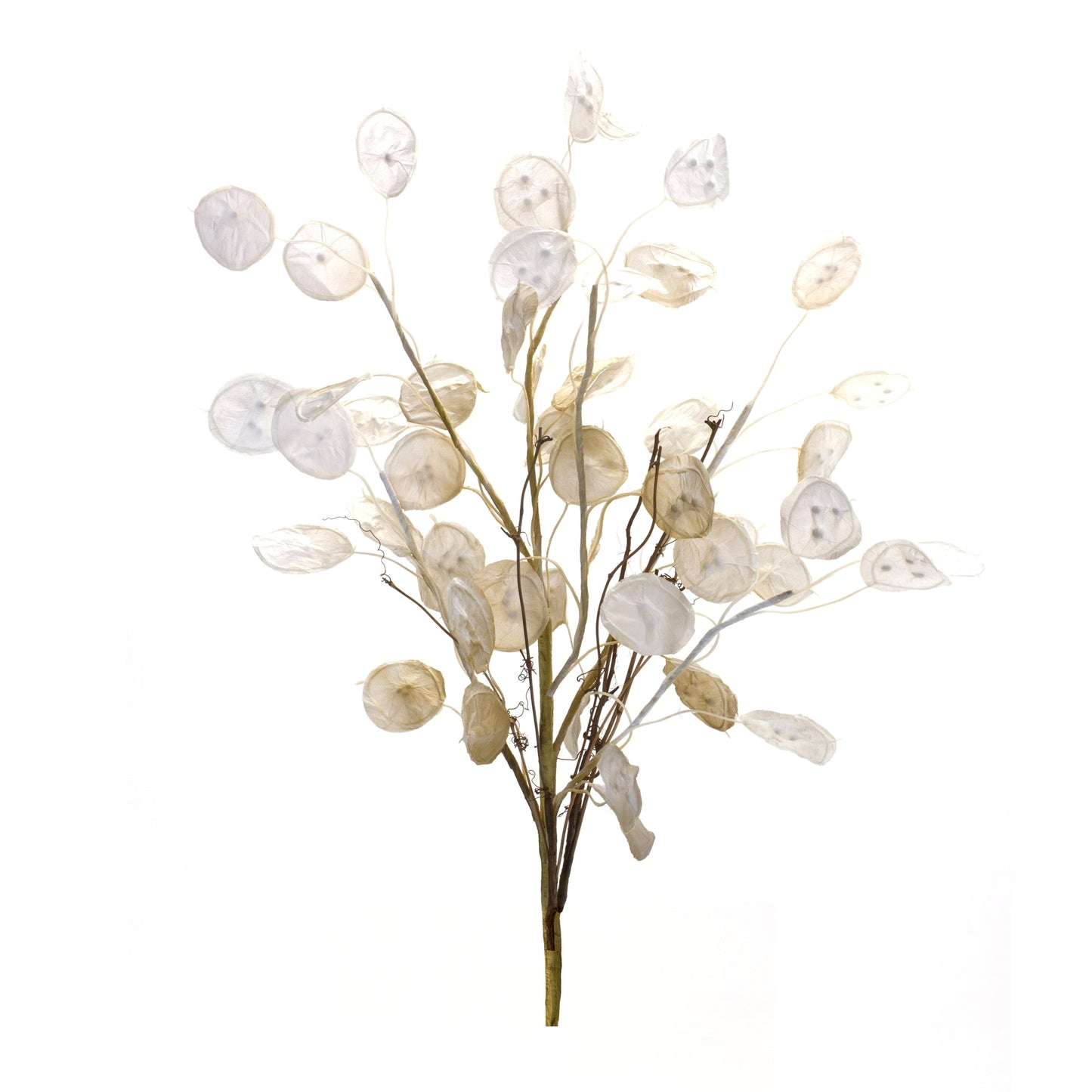Ivory Silver Dollar Eucalyptus Spray (Set of 6)