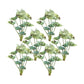 Varigated Caladium Foliage Bush (Set of 6)
