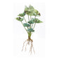Varigated Caladium Foliage Bush (Set of 6)