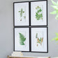 Verdant Grace™ — Elegant Fern Print Set