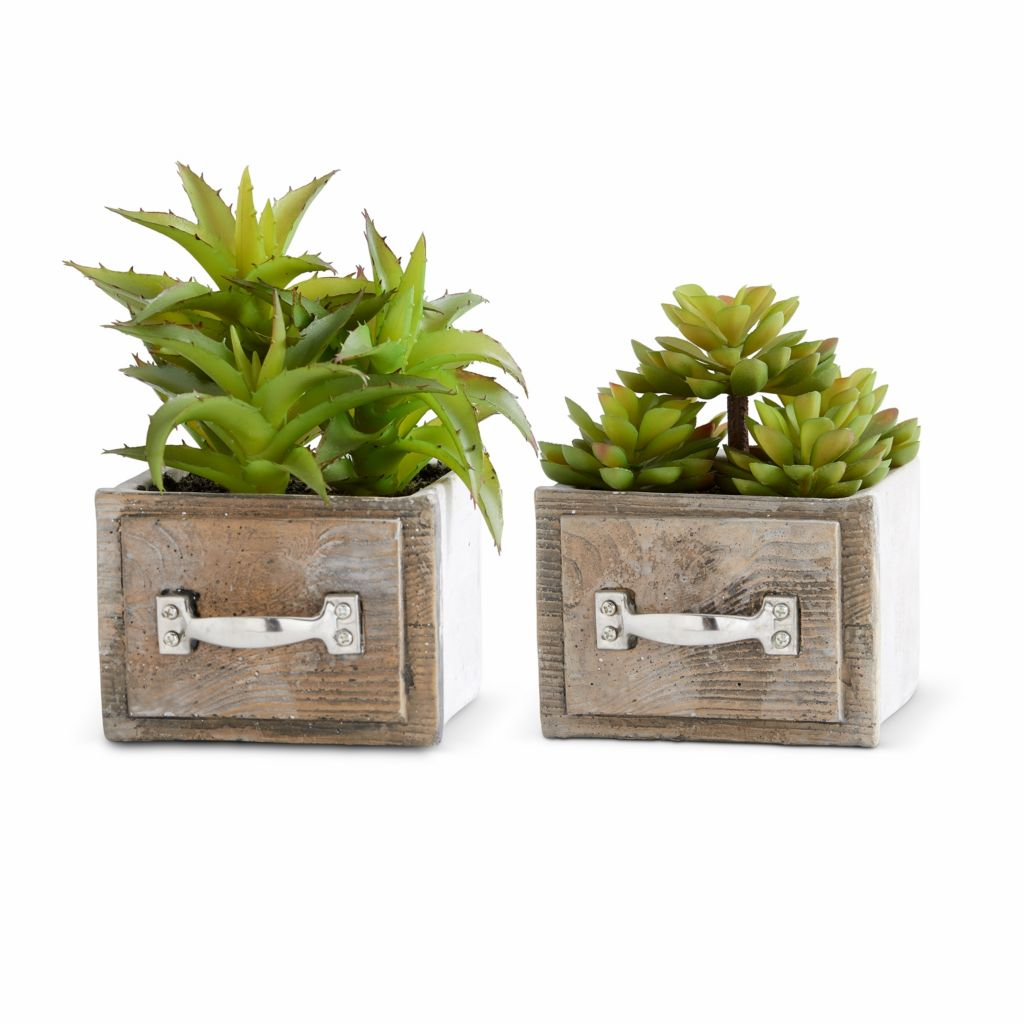 At Home w Jorge Parez Assorted Succulents in Small Wooden Drawer