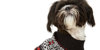 Charter Club Women's Fair Isle Dog Family Sweater  Black Size Small