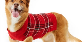 Charter Club Women's Plaid Dog Family Sweater Plaid Red Size Large