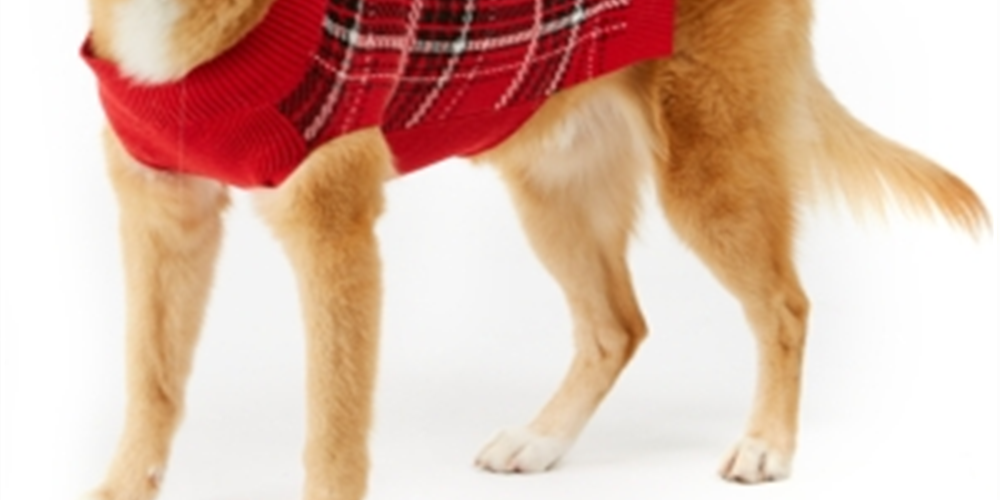 Charter Club Women's Plaid Dog Family Sweater Plaid Red Size Large