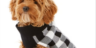 Charter Club Women's Check Print Dog Family Sweater White Size X-Small