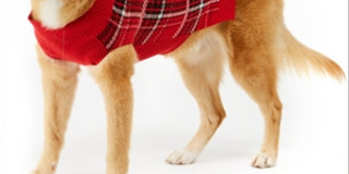 Charter Club Women's Plaid Dog Family Family Sweater Red Size XX-Large