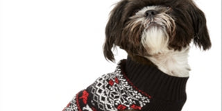 Charter Club Women's Reindeer Print Holiday Dog Sweater Black Size X-Small