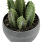 6" Tall Artificial Succulent Plant Set of 3
