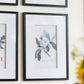Verdura Botanica: Four-Print Houseplant Pencil Art Set