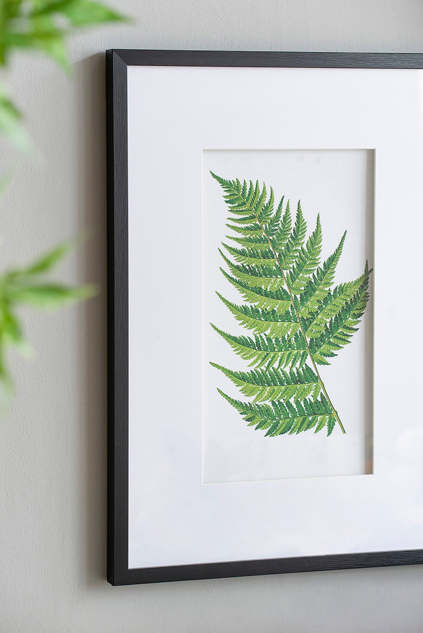 Verdant Grace™ — Elegant Fern Print Set