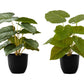 13" Tall Artificial Epipremnum Plants Set of 2