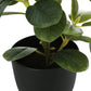 14" Tall Artificial Ficus Plant Set of 2